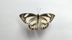 Appias libythea