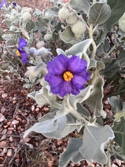 Solanum gabrielae