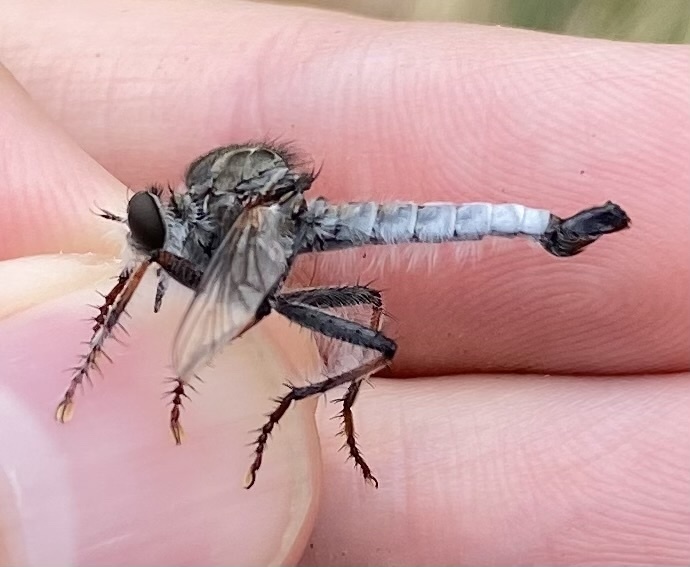 Sierritas Hammertail