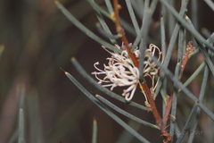 Hakea cycloptera