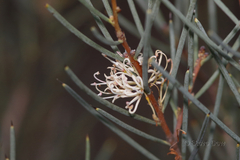 Hakea cycloptera
