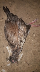 Ptilopachus petrosus