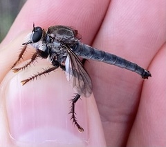 Scleropogon dispar