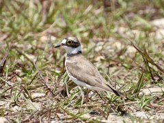 Charadrius dubius