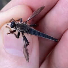 Scleropogon dispar