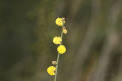 Acacia continua