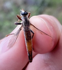 Scleropogon dispar