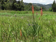 Kniphofia