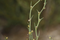 Acacia continua