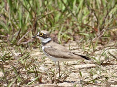 Charadrius dubius