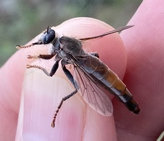 Scleropogon dispar