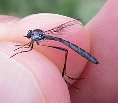 Apachekolos crinita