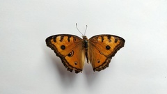 Junonia almana