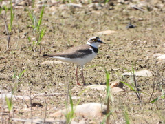 Charadrius dubius