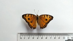 Junonia almana