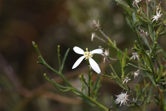 Olearia decurrens