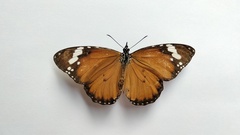Danaus chrysippus