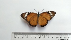 Danaus chrysippus