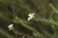 Pimelea flava dichotoma