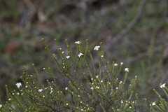 Pimelea flava dichotoma