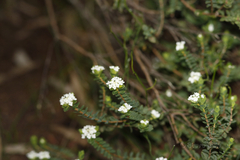 Pimelea flava dichotoma