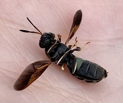 Hermetia subpellucida