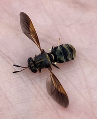 Hermetia subpellucida