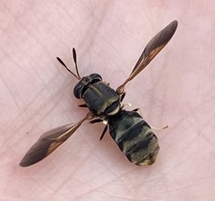 Hermetia subpellucida