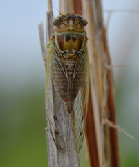 Diceroprocta delicata