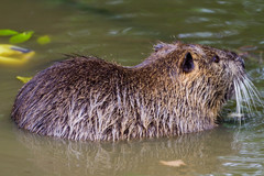 Myocastor coypus