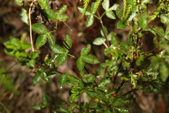 Zieria scopulus