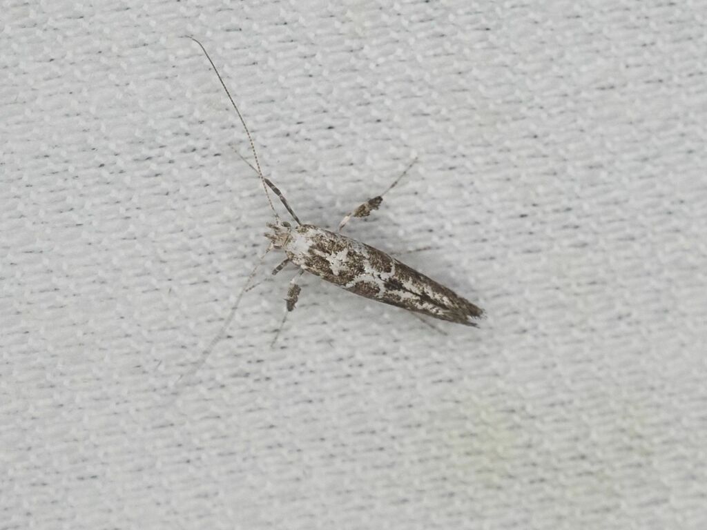 Gracillaria loriolella