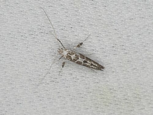 Gracillaria loriolella