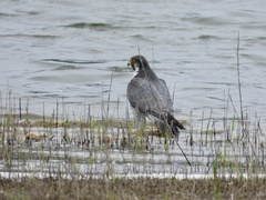 Falco peregrinus