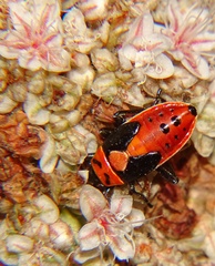 Lygaeus kalmii