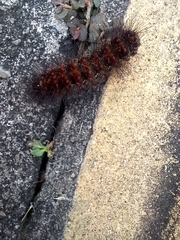 Spilosomina