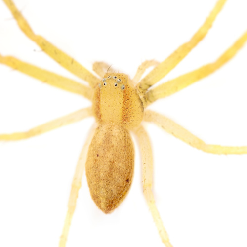 Philodromus rufus nuotrauka