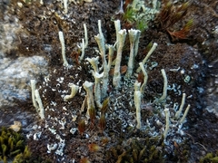 Cladonia subulata