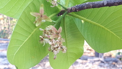 Gluta usitata