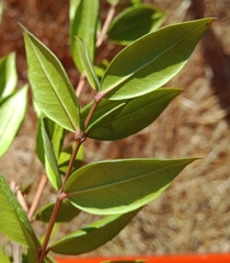 Myrtus communis