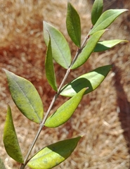 Myrtus communis