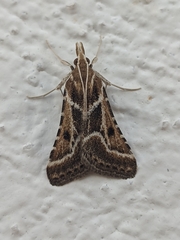 Stemmatophora borgialis