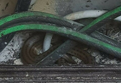 Zamenis lineatus