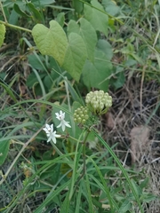 Asclepias angustifolia