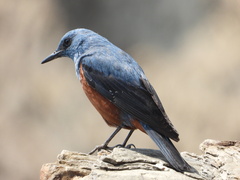 Monticola solitarius