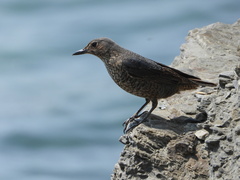 Monticola solitarius