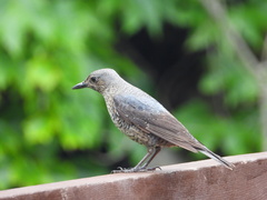 Monticola solitarius