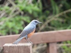 Monticola solitarius