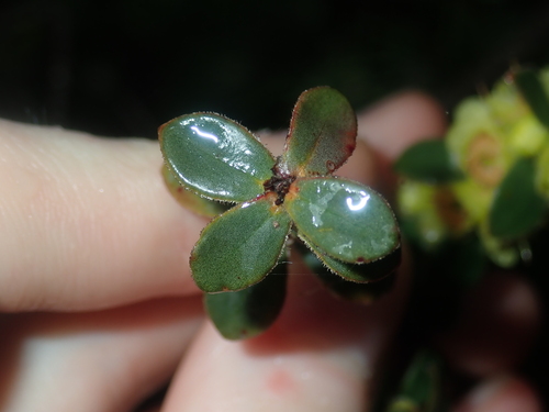 Image of Hypocalymma xanthopetalum by (c) Thomas Mesaglio, some rights reserved (CC BY)