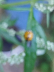 Harmonia axyridis
